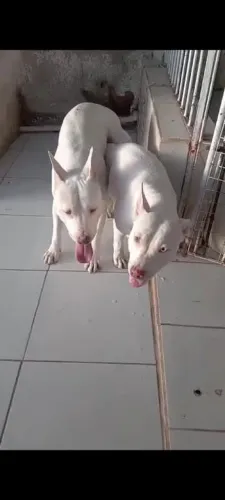 Pitbull RedNose Branco
