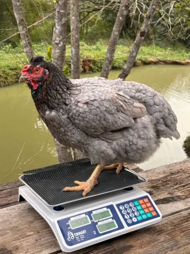 Ovos férteis de GSB/Galinha Balão