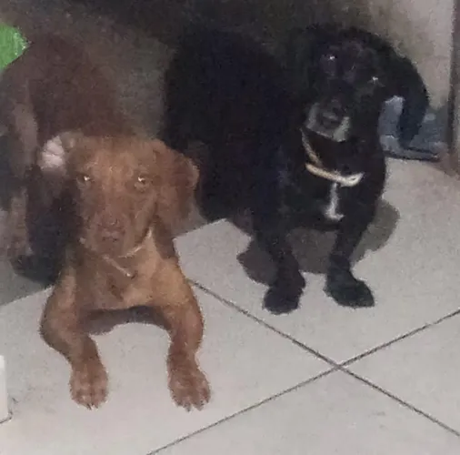 Estou vendendo basset
