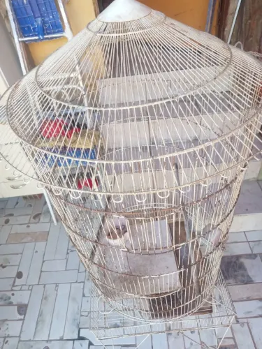 Vendo viveiro papagaio 