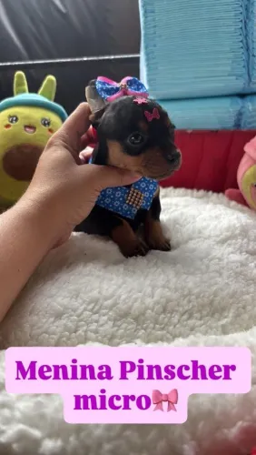 Pinscher MINI macho e fêmea