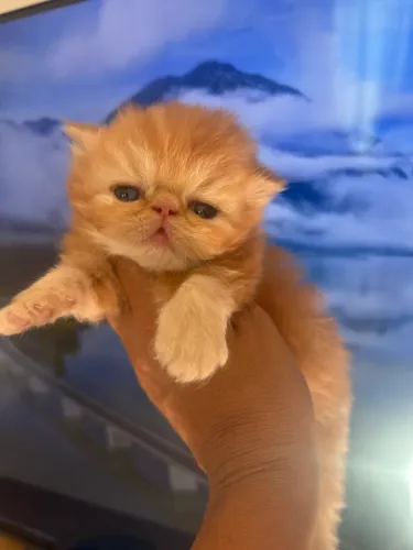 Gato persa
