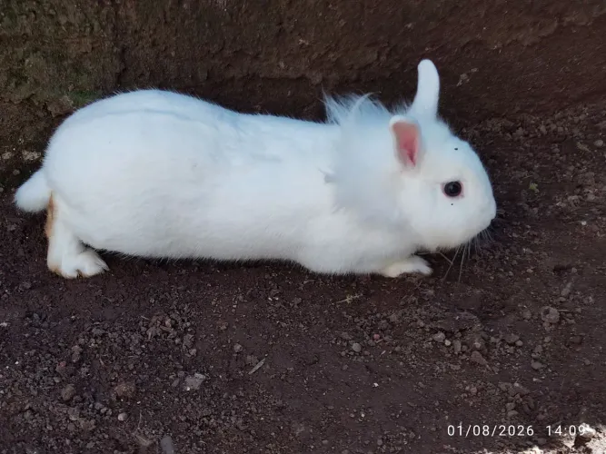 Mini coelho
