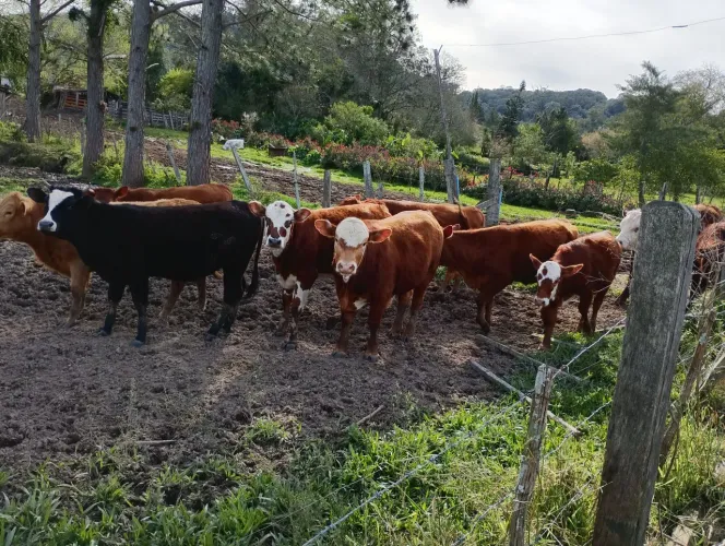Terneiros e terneiras.