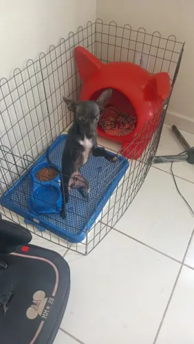 Cachorro pinscher 