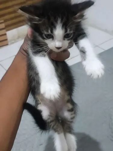 doação de gatinhos