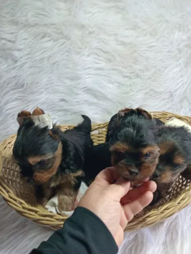 Encantador Yorkshire Terrier