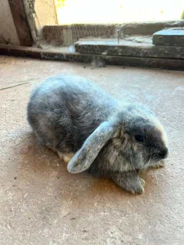MINI LOP URUGUAIO 