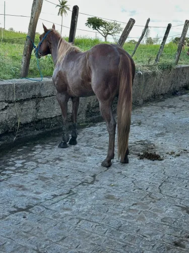 Potro puro QM de esteira