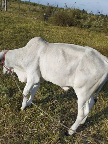 Bezerro nelore Manso de corda