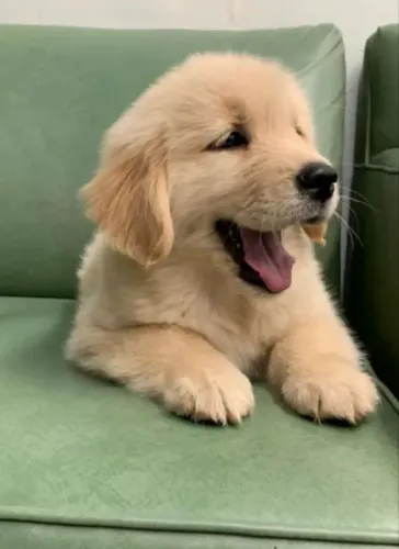 Golden Filhote Lindo - Consulte Disponibilidade