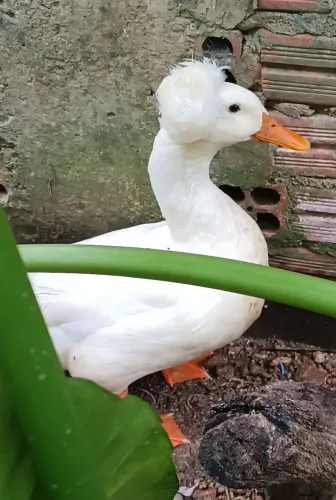 Vendo Marreco Pompom