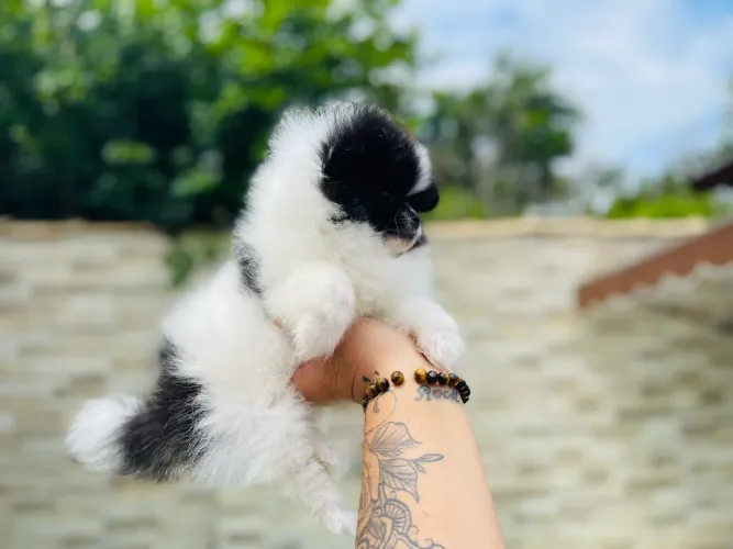 Mini Lulu macho com pedigree