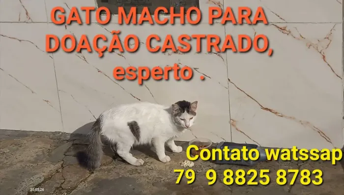 Doação ? GATO castrado 