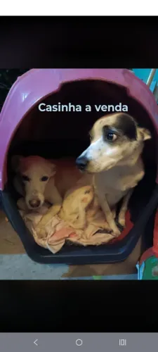Casinha de cão porte grande