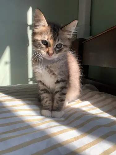 Gatos filhotes para doação