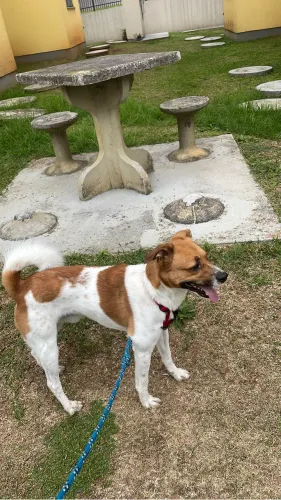 Doa - se cachorro macho 
