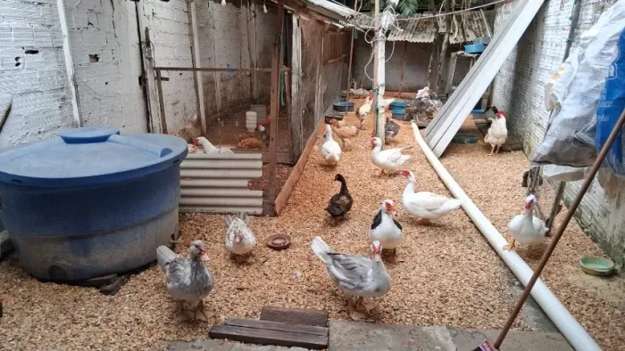 Pato Vivo para o Círio
