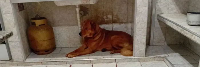 Doa-se cão dócil 