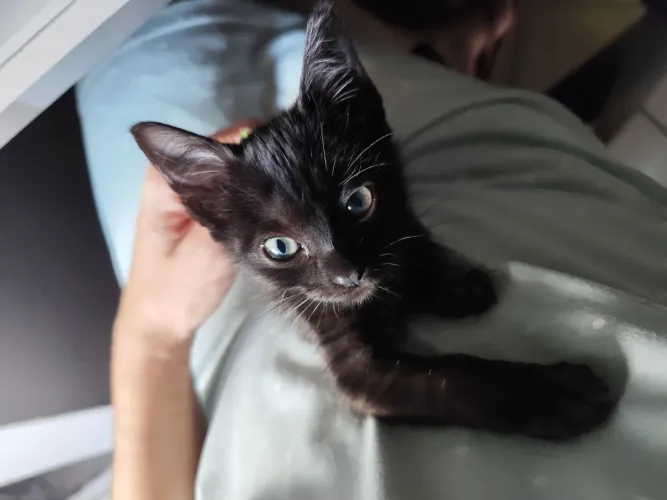 Filhote gatinha preta olhos verdes 50 dias