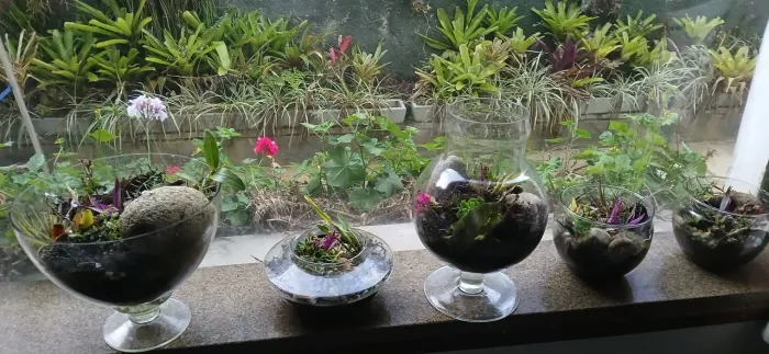Terrários de plantas.