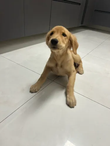 Filhote de Golden Retriever