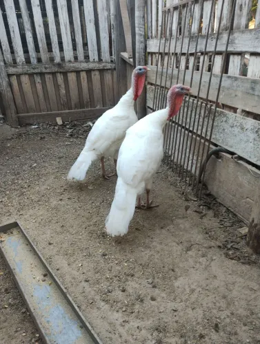 Frango de Perus albino macho.