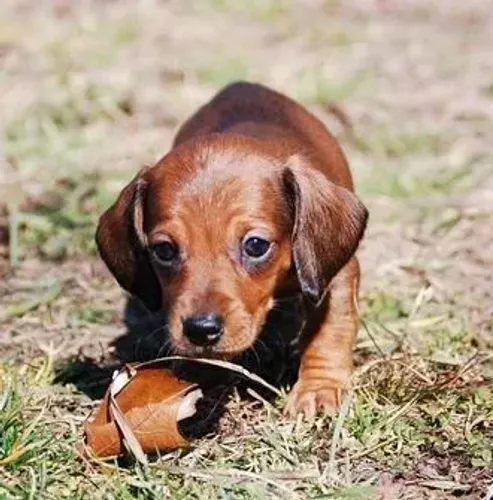 Dachshund,Dachshund Filhote Linda Linhagem Disponível