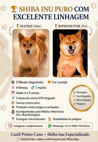 Shiba Inu Filhotes Selecionados 