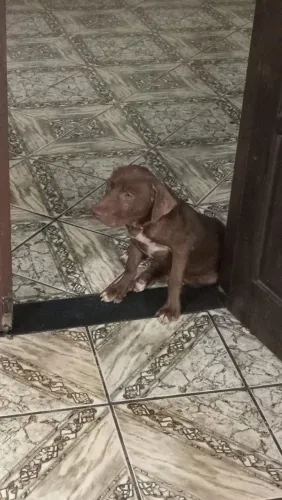 Pitty bull 