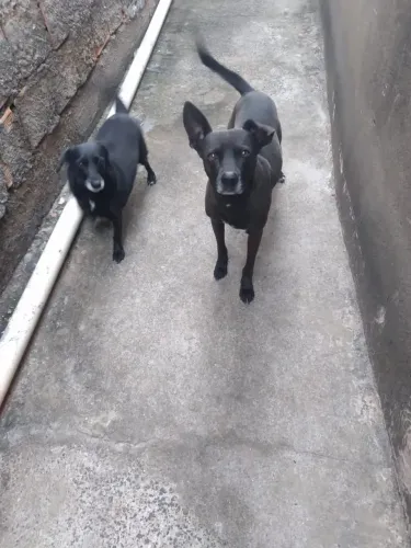 Cachorros