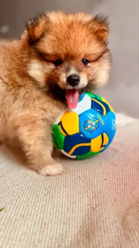 Spitz Alemão (Lulu da Pomerânia) Macho