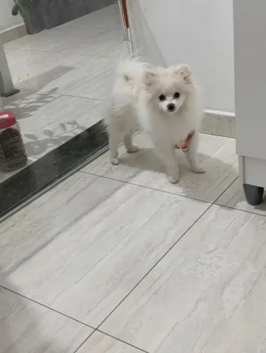 Lulu da Pomerânia