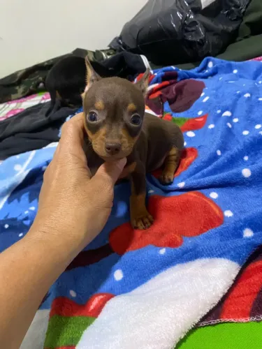 Pinscher
