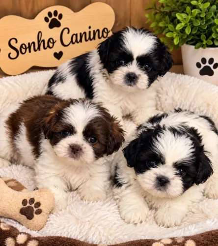 Shihtzu