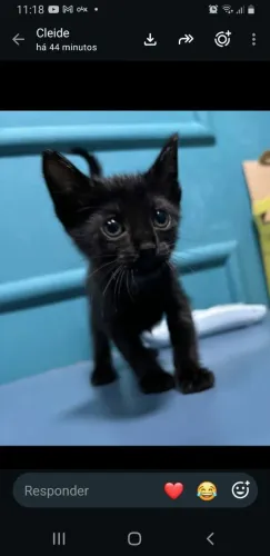 Gatinho pingo p/adoção