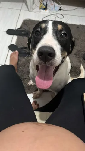 Labrador com Pitbull