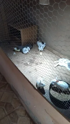 Vende se coelhinhos 50 reais cada
