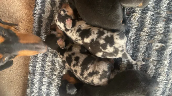Dachshund,salsicha,?baset?,Cofap, linguiça e salsichinha