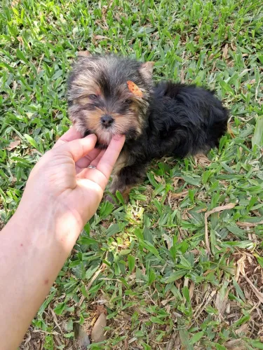 Yorkshire mini macho