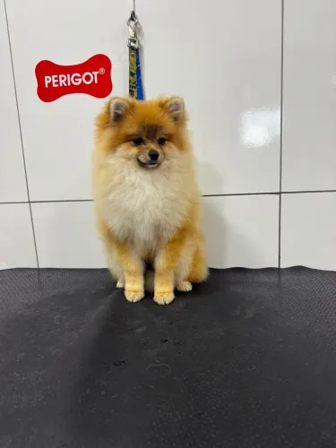 Sptiz (Lulu da Pomerania)