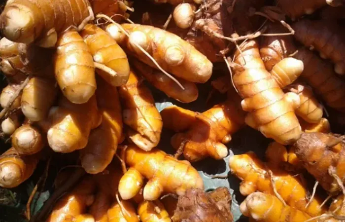 Açafrão-da-Terra Orgânico In Natura - Direto do Produtor - R$ 15/kg