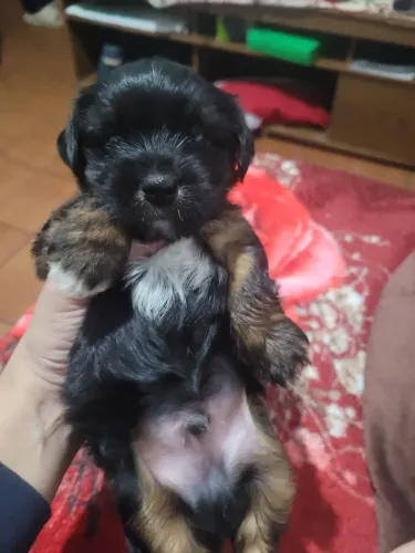 Cachorro yorkshire