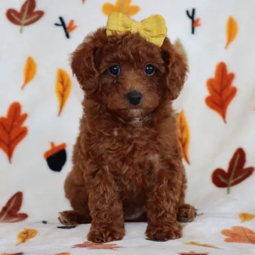 Poodle Toy Red: Não solta pelos, adora brincar e ama ficar no colo.