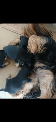 Lindo filhote de Yorkshire Terrier para reservar