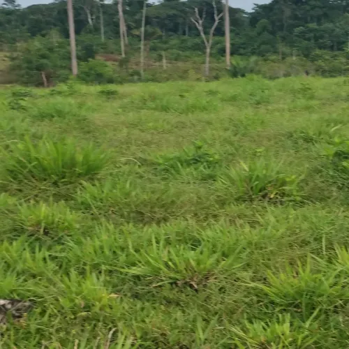 Vendo 632 de terra com muita madeira e água 650.000,00