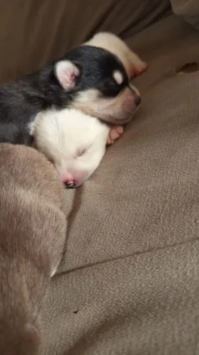 Husky siberiano filhote sendo 4 fêmea e um macho 