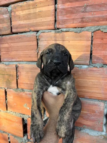 Filhote fêmea de fila Brasileiro