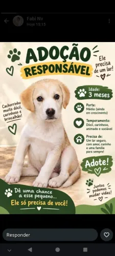 Cachorro