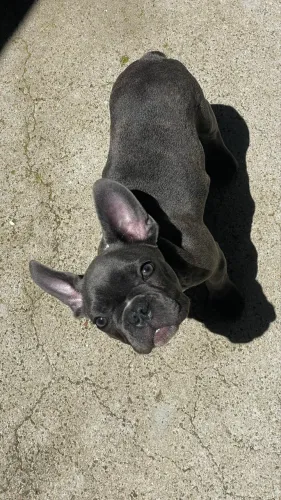 Vendo Buldog francês